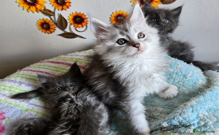 Maine Coon cats - Advert 2