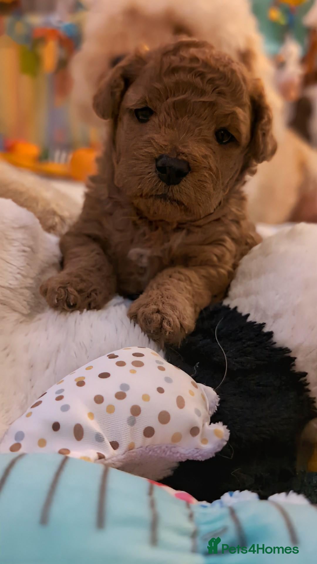 Cavapoo dogs F1B Deep Fox Red Toy DNA Clear Puppies  - Advert 1