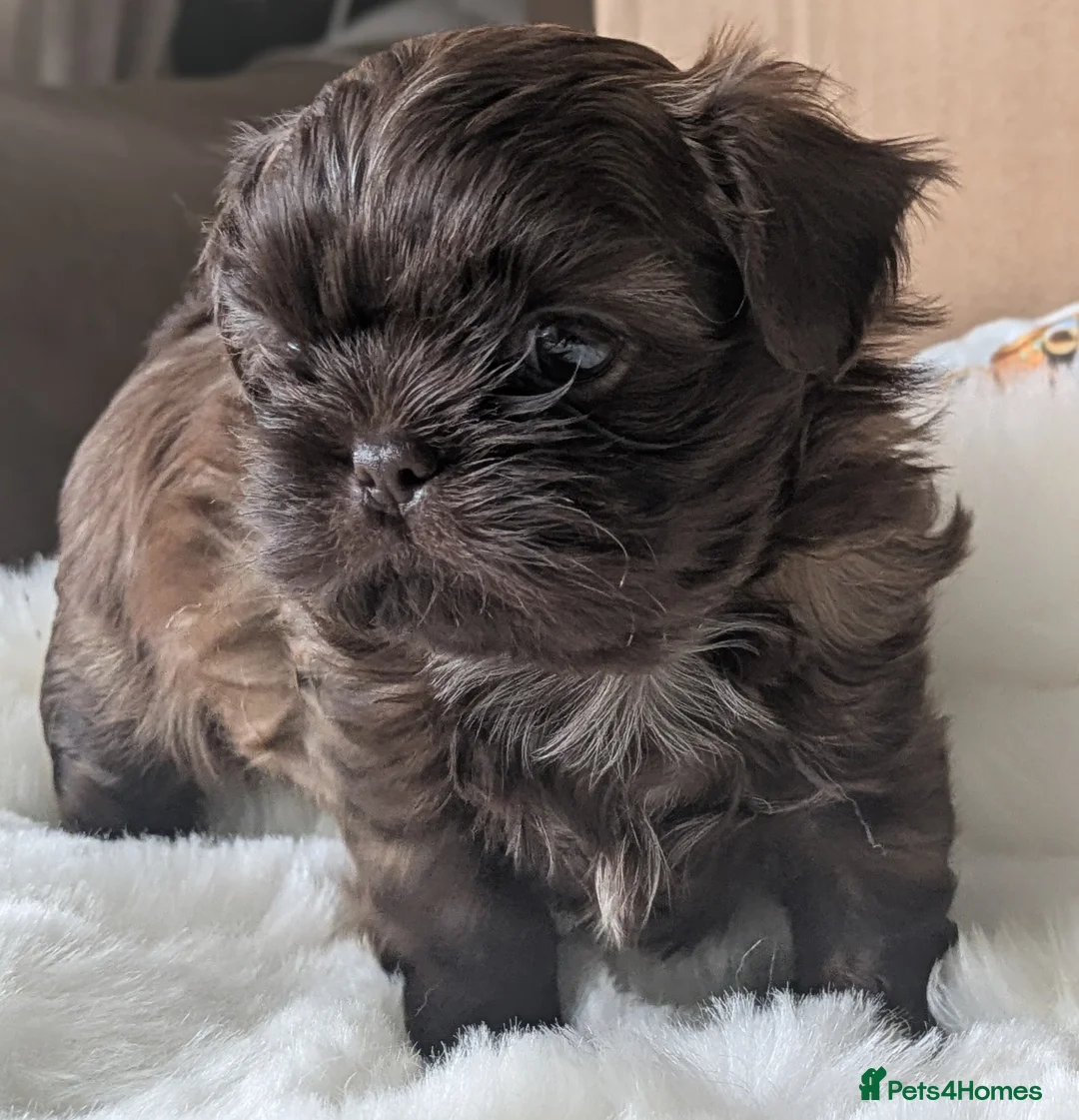 Shih Tzu dogs for sale: 2 beautiful KC imperial shih tzu boys available  - Advert 8