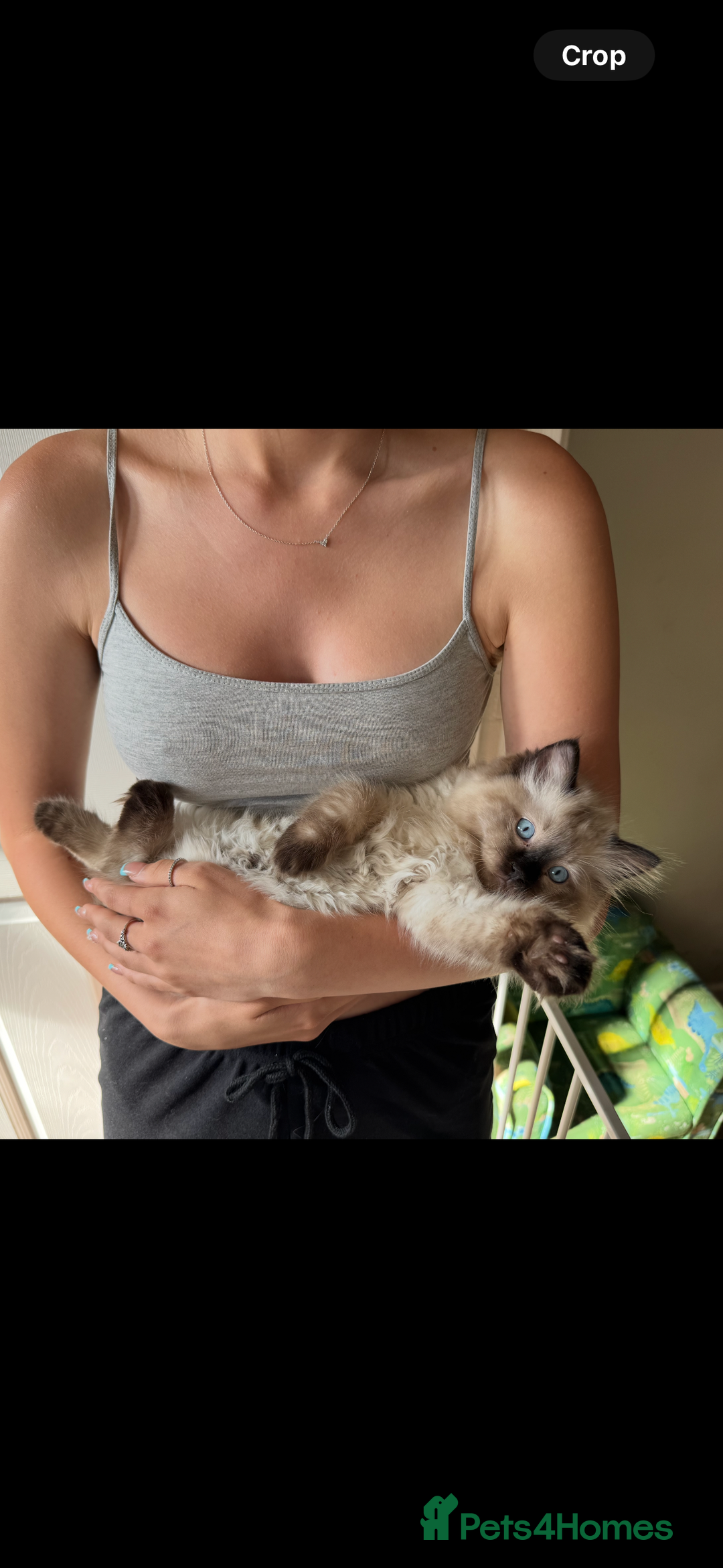 Ragdoll cats for sale: Beautiful seal point male - Image 11