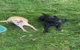 Mini Goldendoodle dogs for sale: Curly - Advert 3