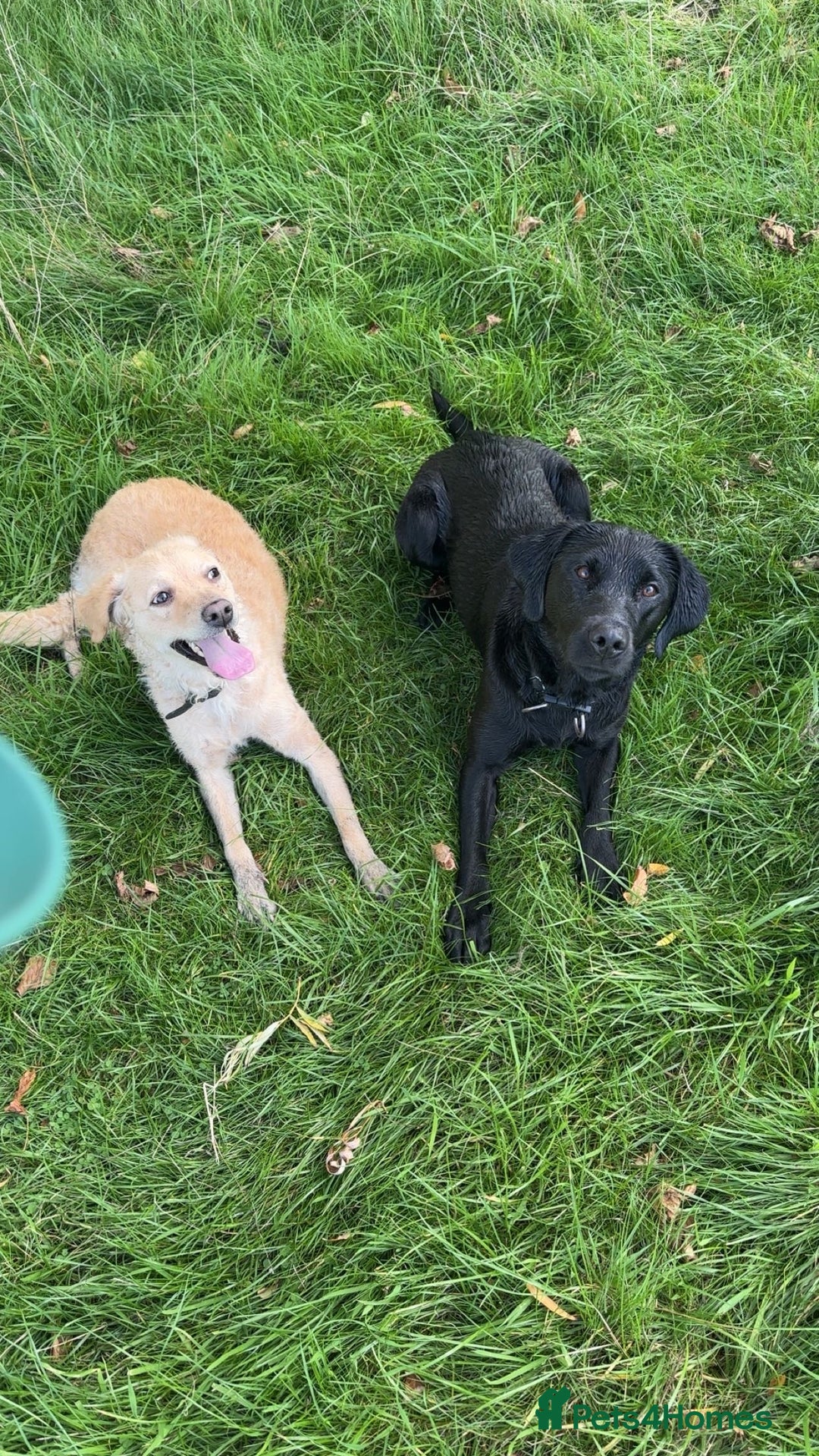 Mini Goldendoodle dogs for sale: Curly - Advert 3