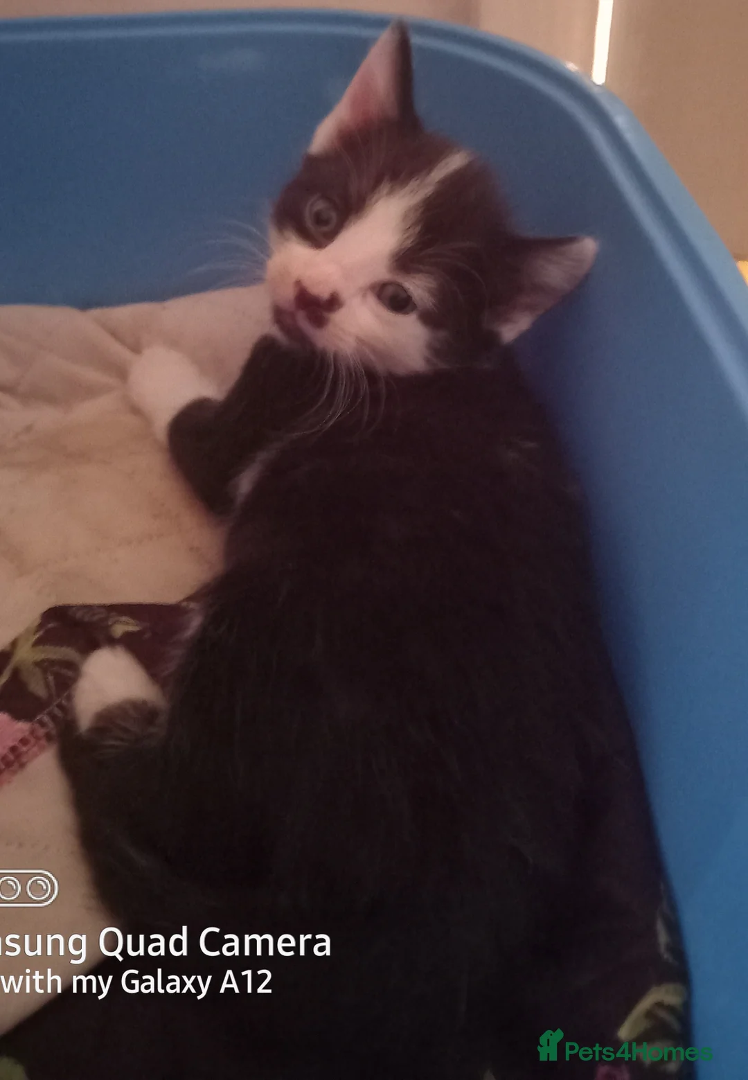Mixed Breed cats for sale: 3 gorgeous kittens looking for  koving home - Advert 4
