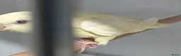 Parakeets birds for sale: Lineolated Parakeet breeding pairs for sale - Advert 10