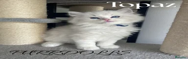 Ragdoll 3