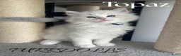 Ragdoll cats for sale: Tica registered ragdoll kittens  - Advert 3
