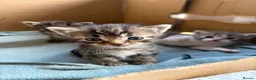 Domestic Shorthair cats for sale: Beautiful kittens  - Advert 11