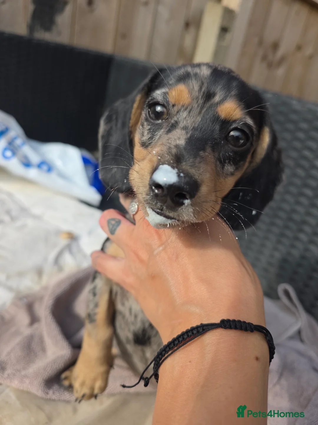 Dachshund dogs for sale: 10month old Dachshund  - Advert 2
