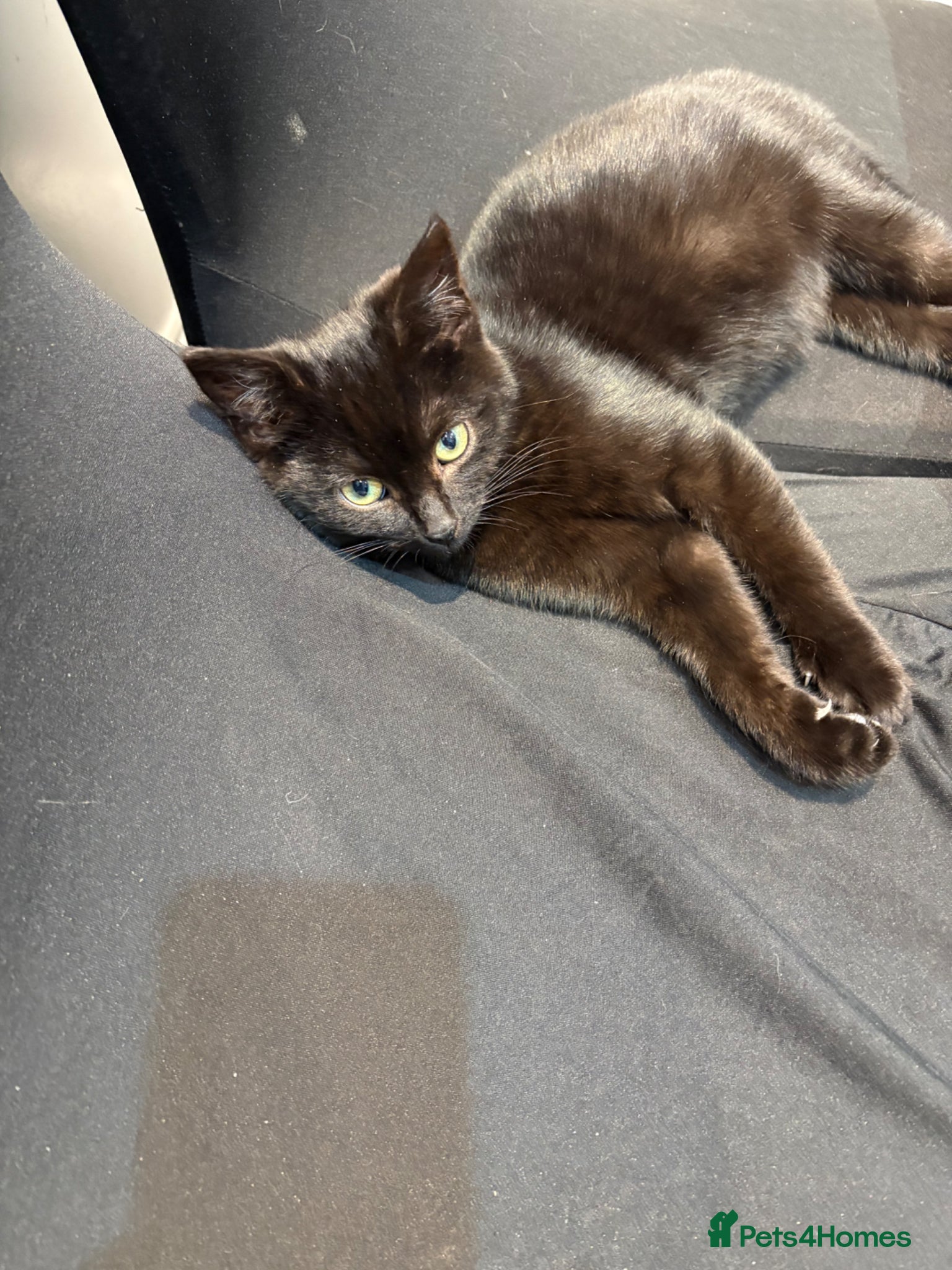 Mixed Breed cats Beautiful little cats and kitten for sale - Advert 1