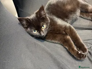 Mixed Breed cats Beautiful little cats and kitten for sale - Advert 1