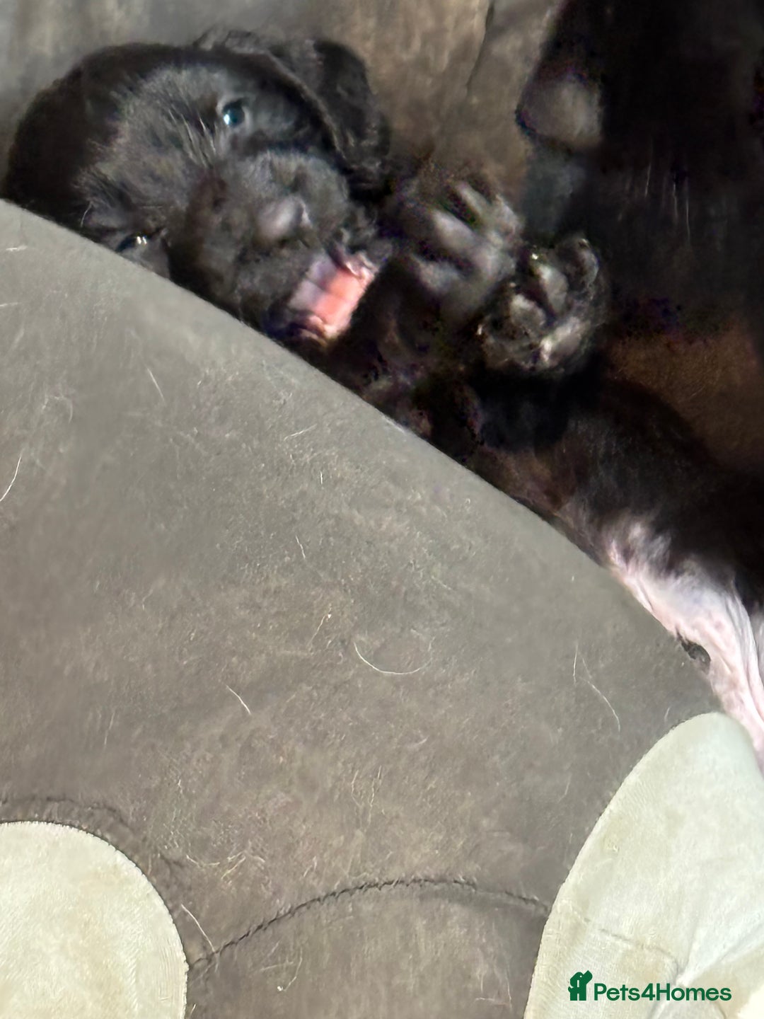 Cocker Spaniel dogs for sale: Cocker spaniel puppy - Advert 9