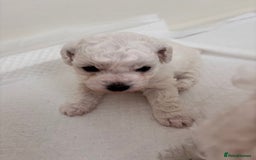 Bichon Frise dogs for sale: Pure Bichon frise for sale in Bromsgrove  in Bromsgrove - Image 2