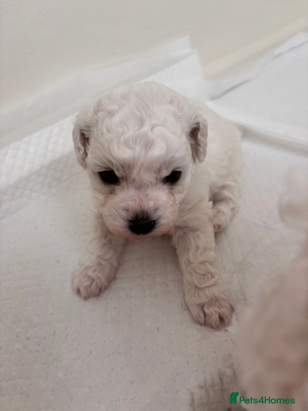Bichon Frise dogs for sale: Pure Bichon frise for sale in Bromsgrove  in Bromsgrove - Image 2