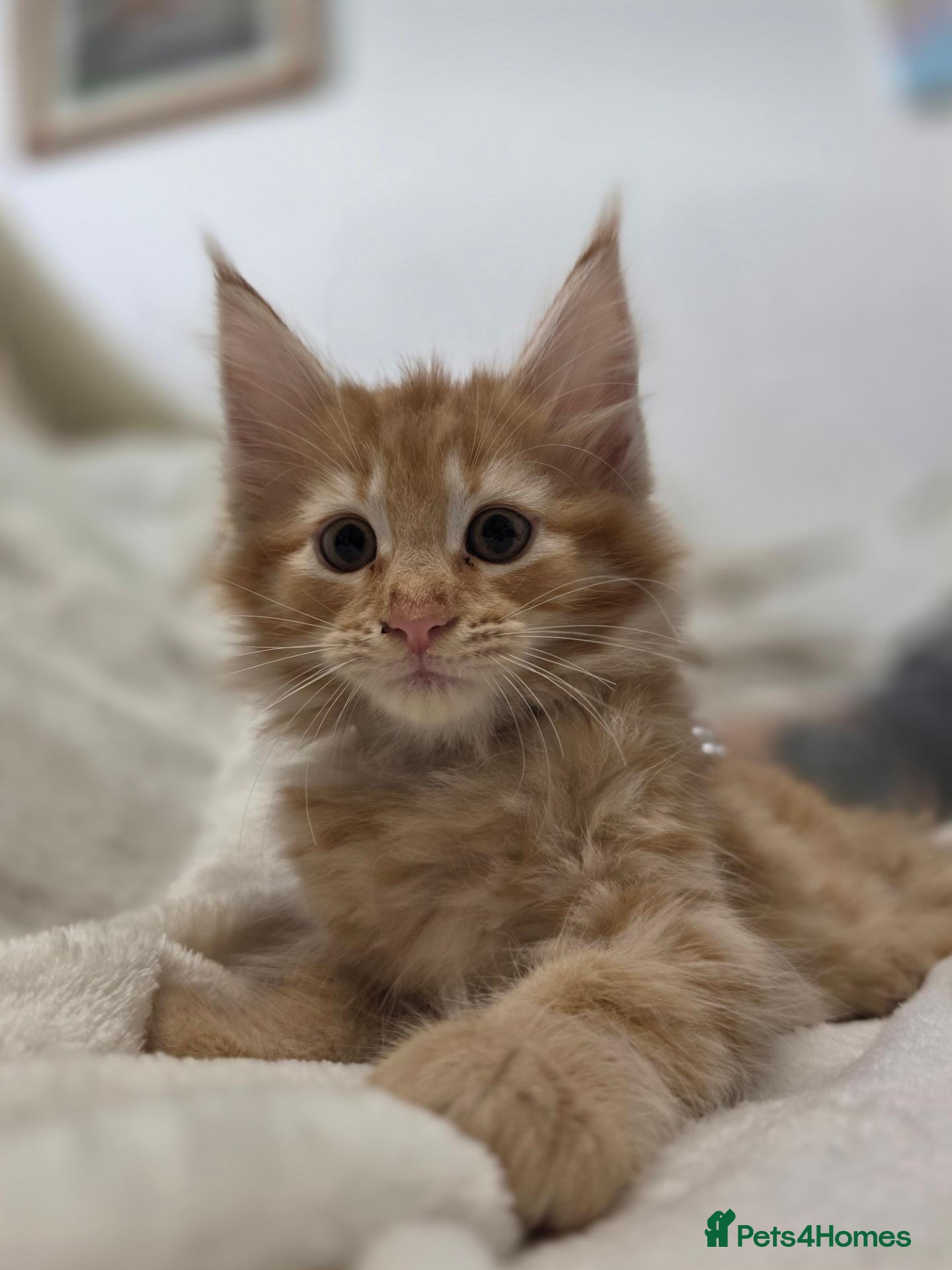 Maine Coon cats 🐾 Beautiful Maine Coon Kittens 🐾 - Advert 1