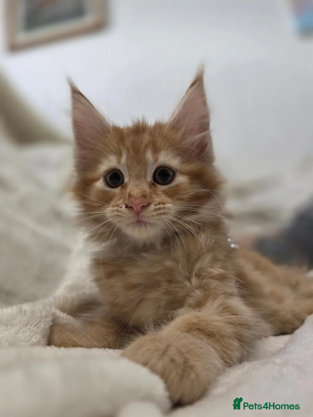 Maine Coon cats for sale: 🐾 Beautiful Maine Coon Kittens 🐾 - Advert 1