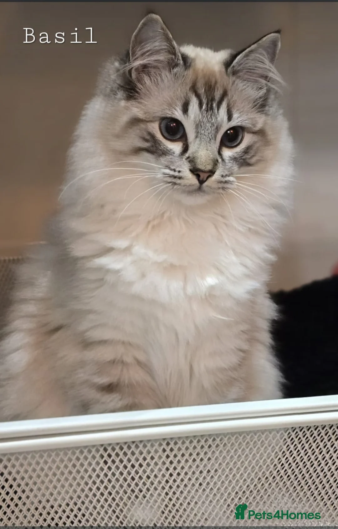 Ragdoll cats for sale: 5 Beautiful Ragdolls  - Advert 5