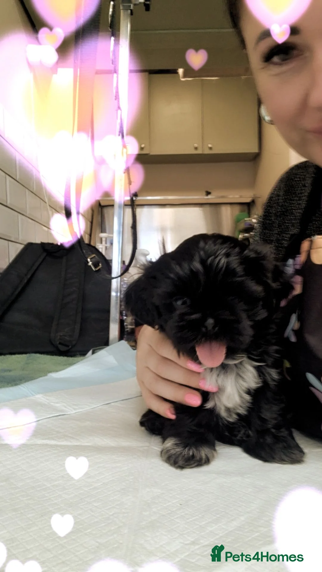 Shih Tzu dogs for sale: Imperial shih tzu male  - Advert 2