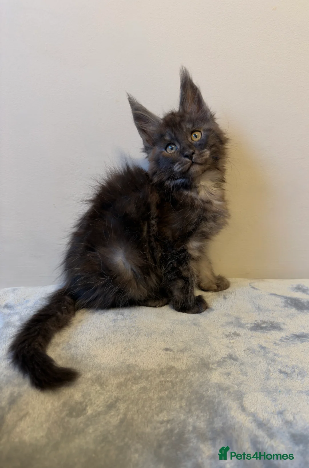 Maine Coon cats for sale: ⭐️ Outstanding TICA Maine Coons ⭐️ - Russian Lines in Halifax - Advert 5