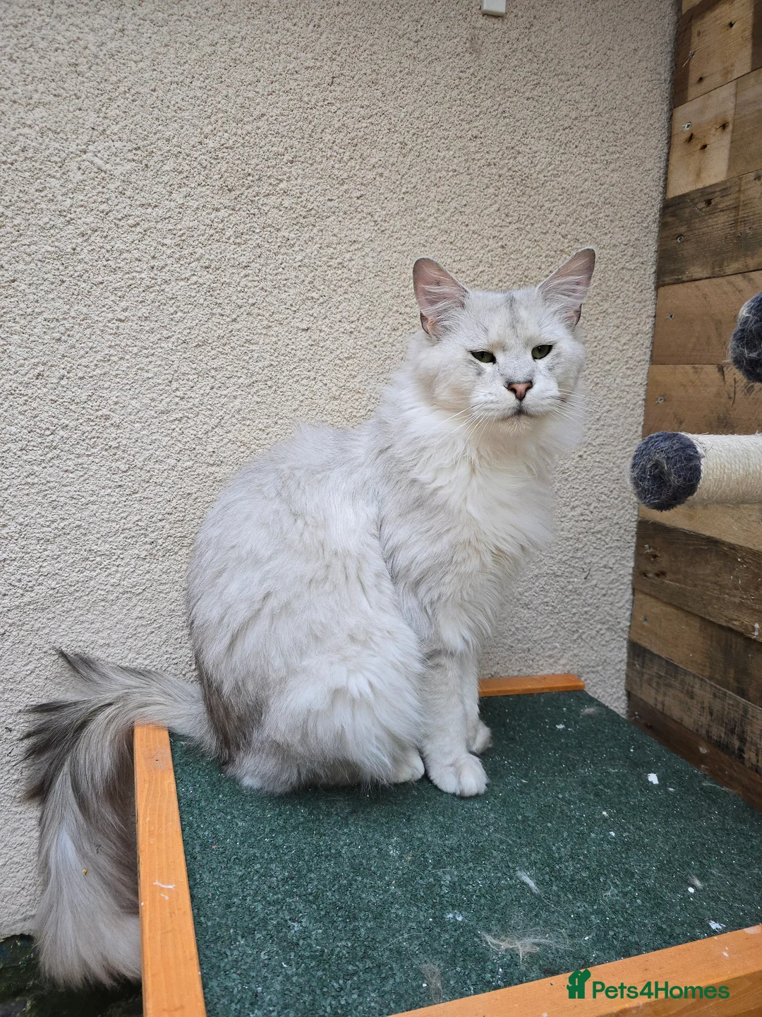 Maine Coon cats for stud: Black Shaded Maine Coon Large Imported in Hull - Advert 7