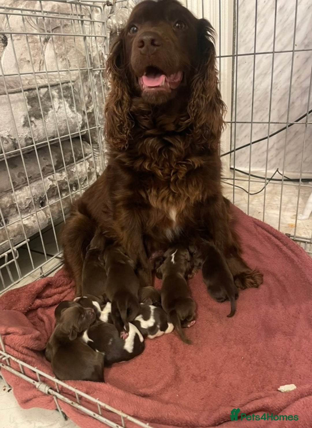 Sprocker dogs for sale: Stunning sprocker puppies  - Advert 5