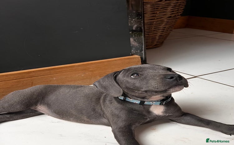 Staffordshire Bull Terrier dogs - Advert 1