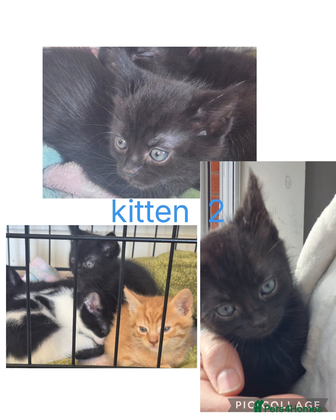 Mixed Breed cats for sale: Mixed breed kittens - Image 2