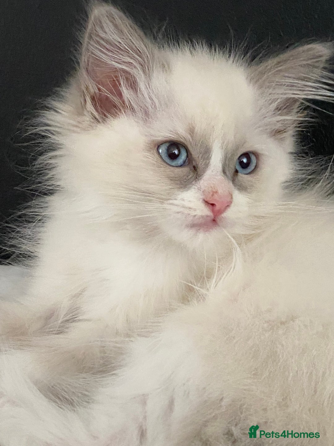 Ragdoll cats for sale: Purebred Male Ragdoll for sale - Image 17