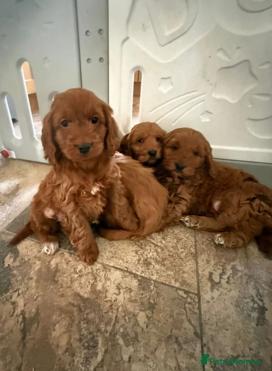 Cockapoo dogs for sale: Stunning Cockapoo Puppies - Advert 10