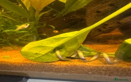 Mollies fish for sale: Guppies & Mollies - Image 2