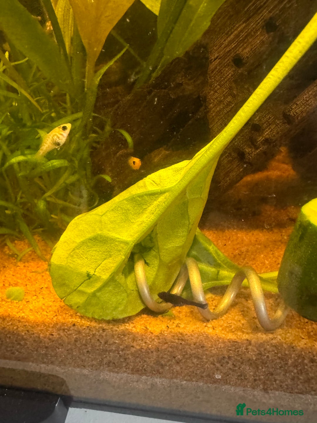 Mollies fish for sale: Guppies & Mollies - Image 2