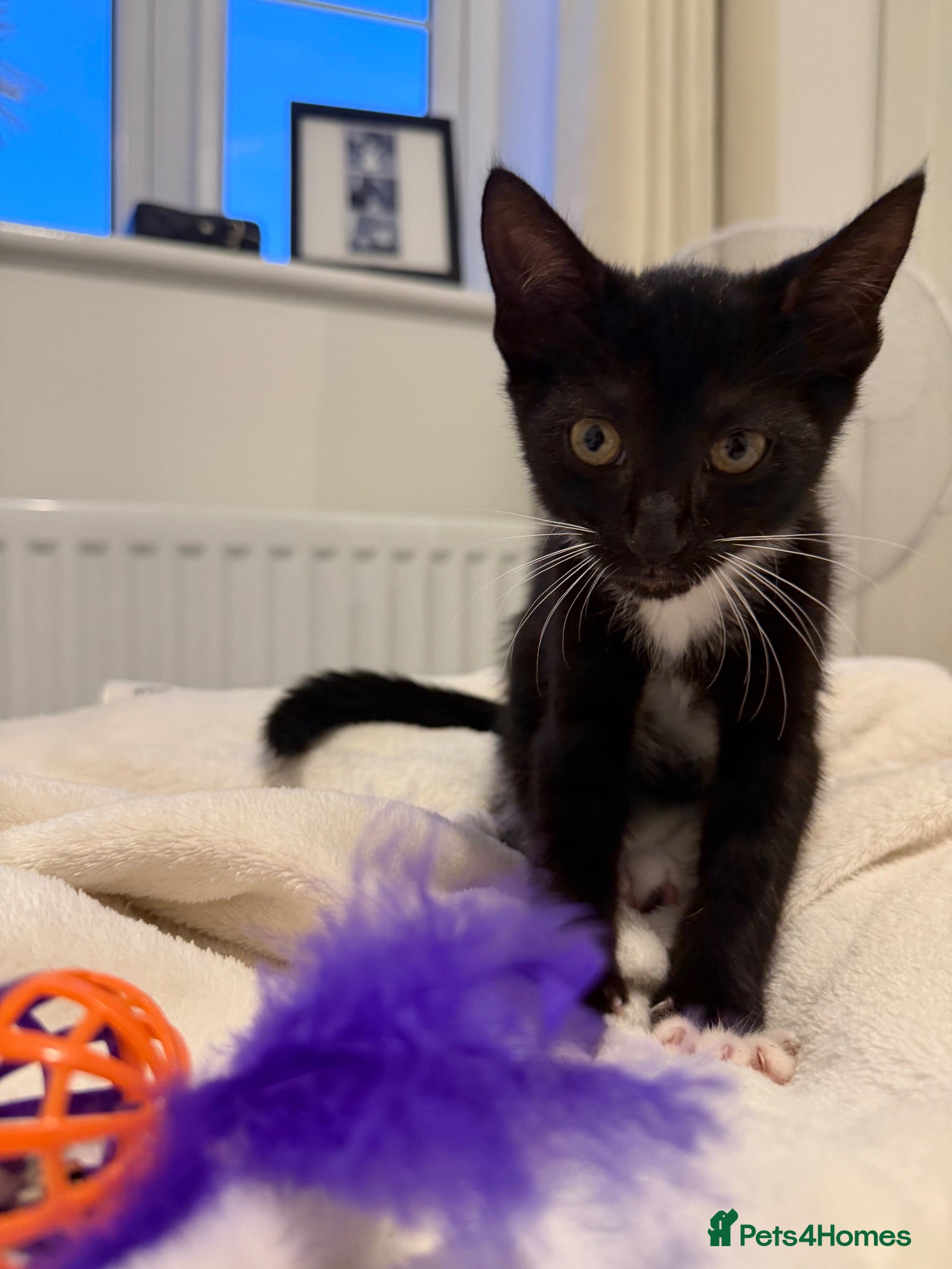 British Shorthair cats Adorable 14-week-old black and white shorthair - Advert 1