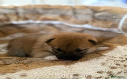 Japanese Shiba Inu dogs for sale: 🧡🦊 Beautiful K.C Shiba Inu Puppies Ready Soon - Image 25