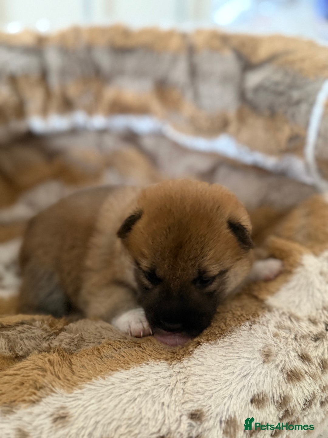 Japanese Shiba Inu dogs for sale: 🧡🦊 Beautiful K.C Shiba Inu Puppies Ready Soon - Image 25