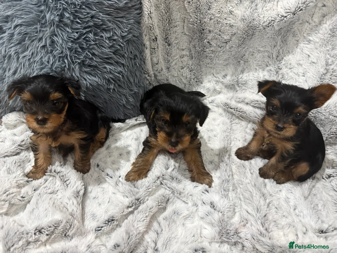 Yorkshire Terrier dogs for sale: Super cute miniature Yorkshire boys  - Advert 2