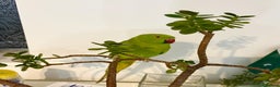 Parrots birds for sale: Selling beautiful Indian ring neck parrots. - Advert 2
