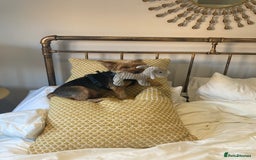 Yorkshire Terrier dogs for sale: Max & Mollie - Image 12
