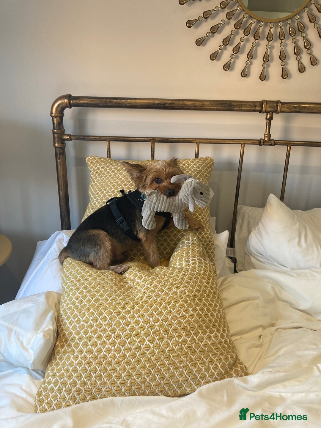 Yorkshire Terrier dogs for sale: Max & Mollie - Image 12