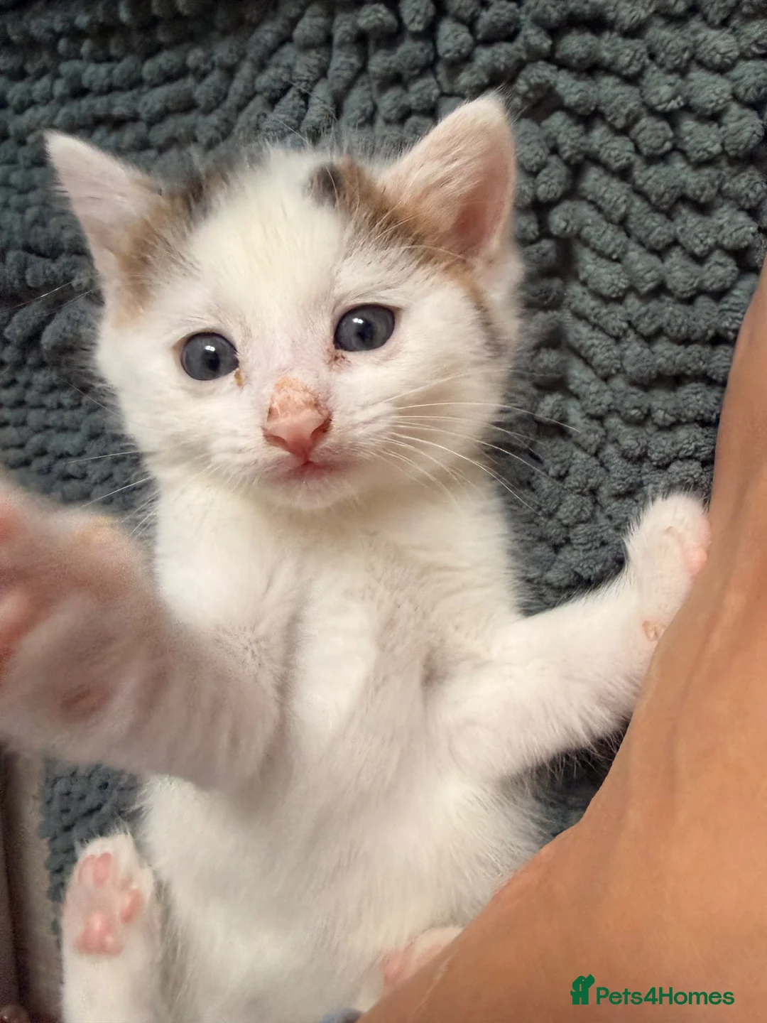 Mixed Breed cats for sale: 2 little kittens looking for forever homes  - Advert 7