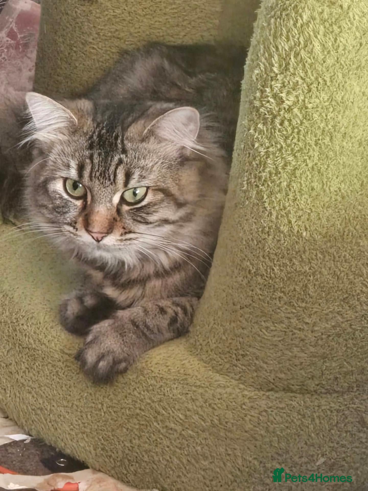 Maine Coon cats Mainecoone for free  - Advert 13