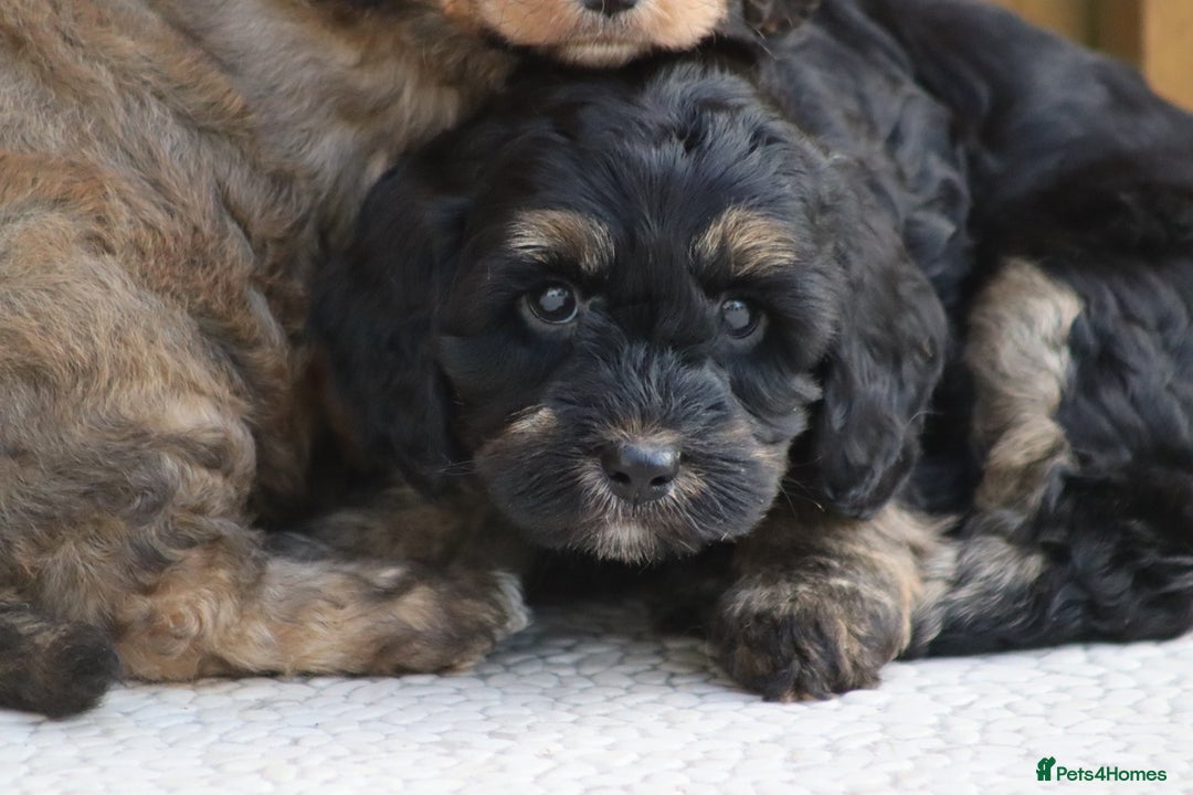 Cockapoo dogs for sale: Cockapoo puppies for sale!  - Advert 27