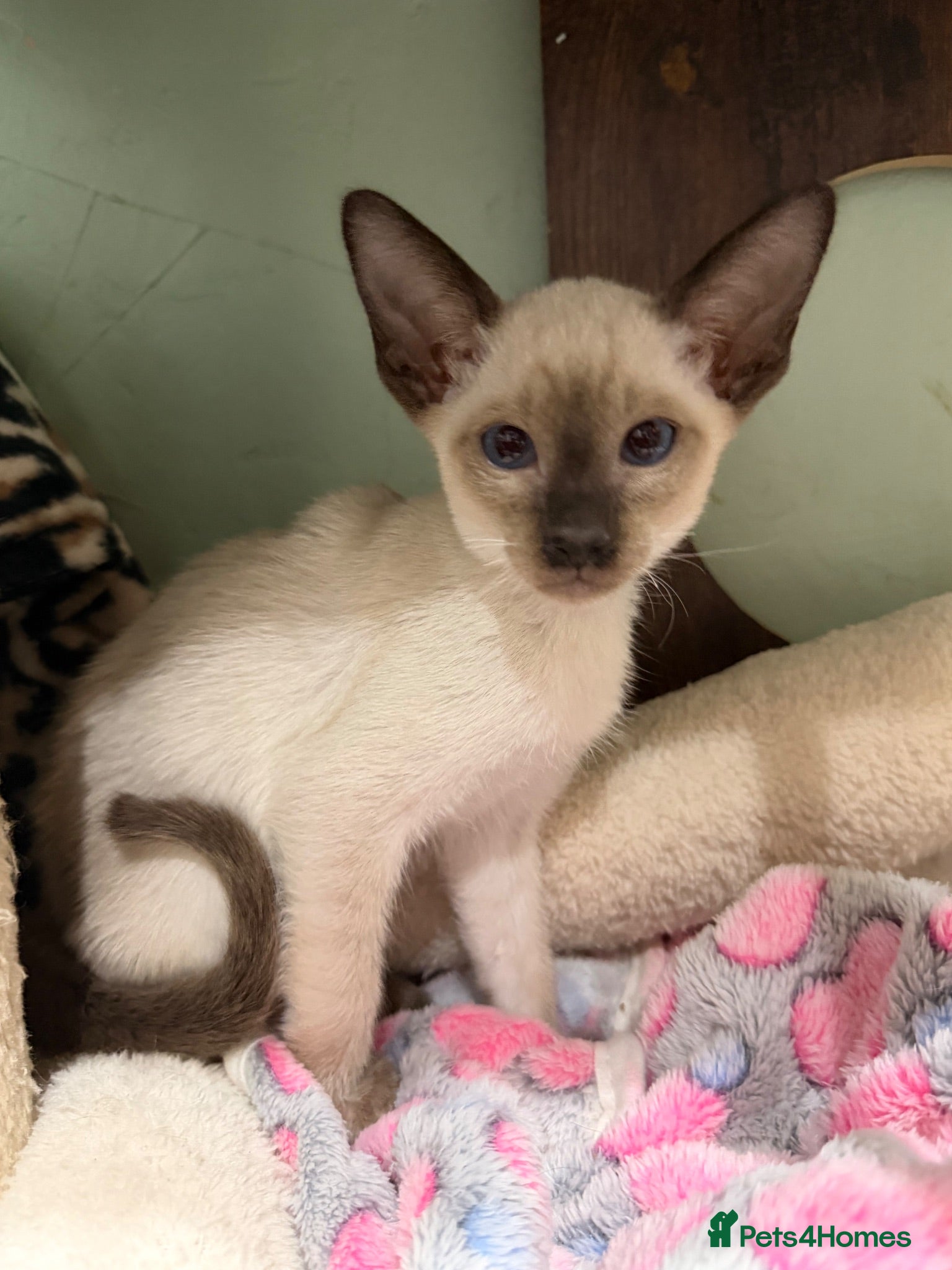 Siamese cats 4 affectionate Siamese kittens available  - Advert 1