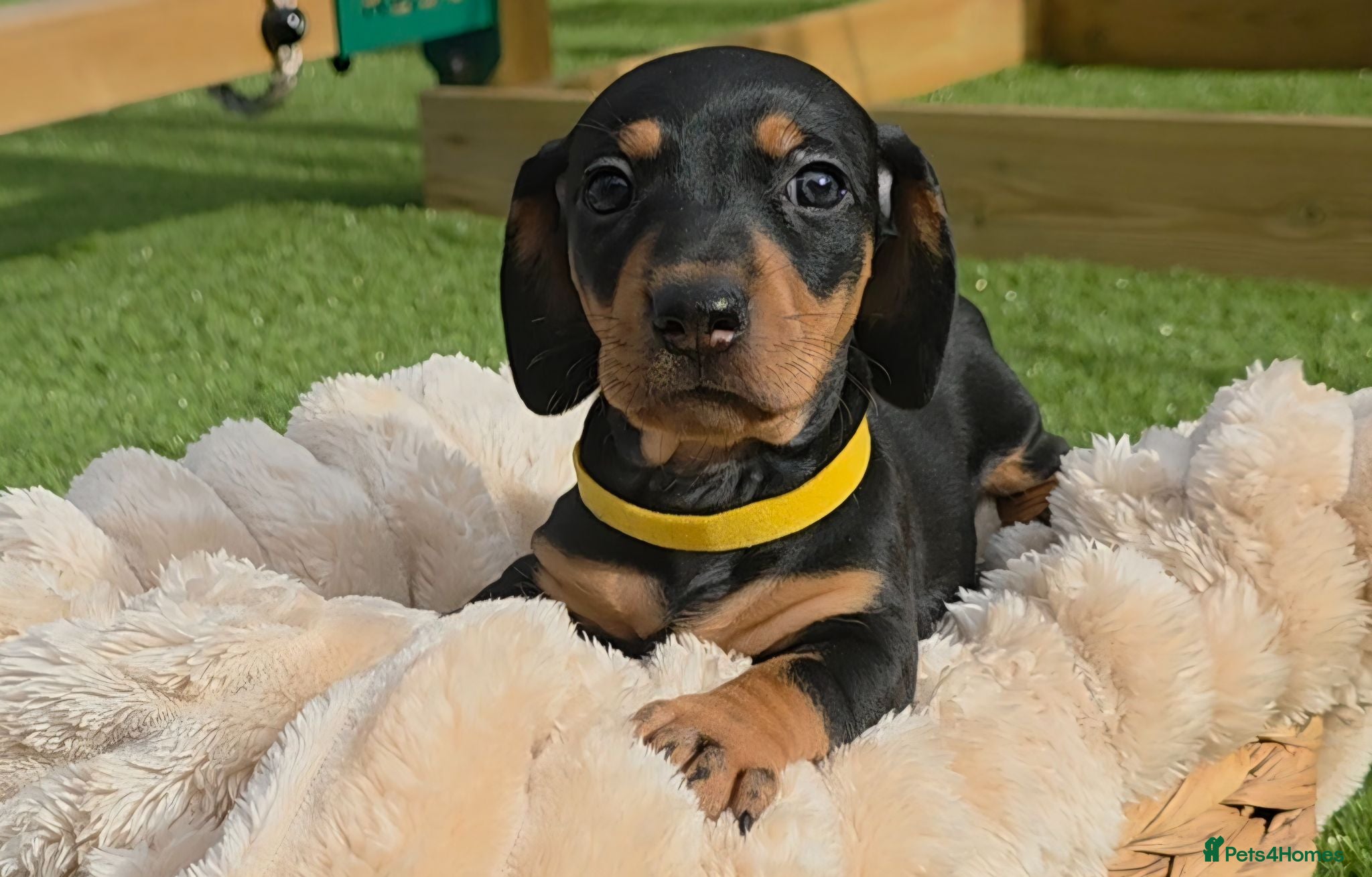 Miniature Dachshund dogs 1 PUP LEFT READY NOW !!!!! 🐶🐾 - Advert 1