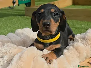 Miniature Dachshund dogs 1 PUP LEFT READY NOW !!!!! 🐶🐾 - Advert 1