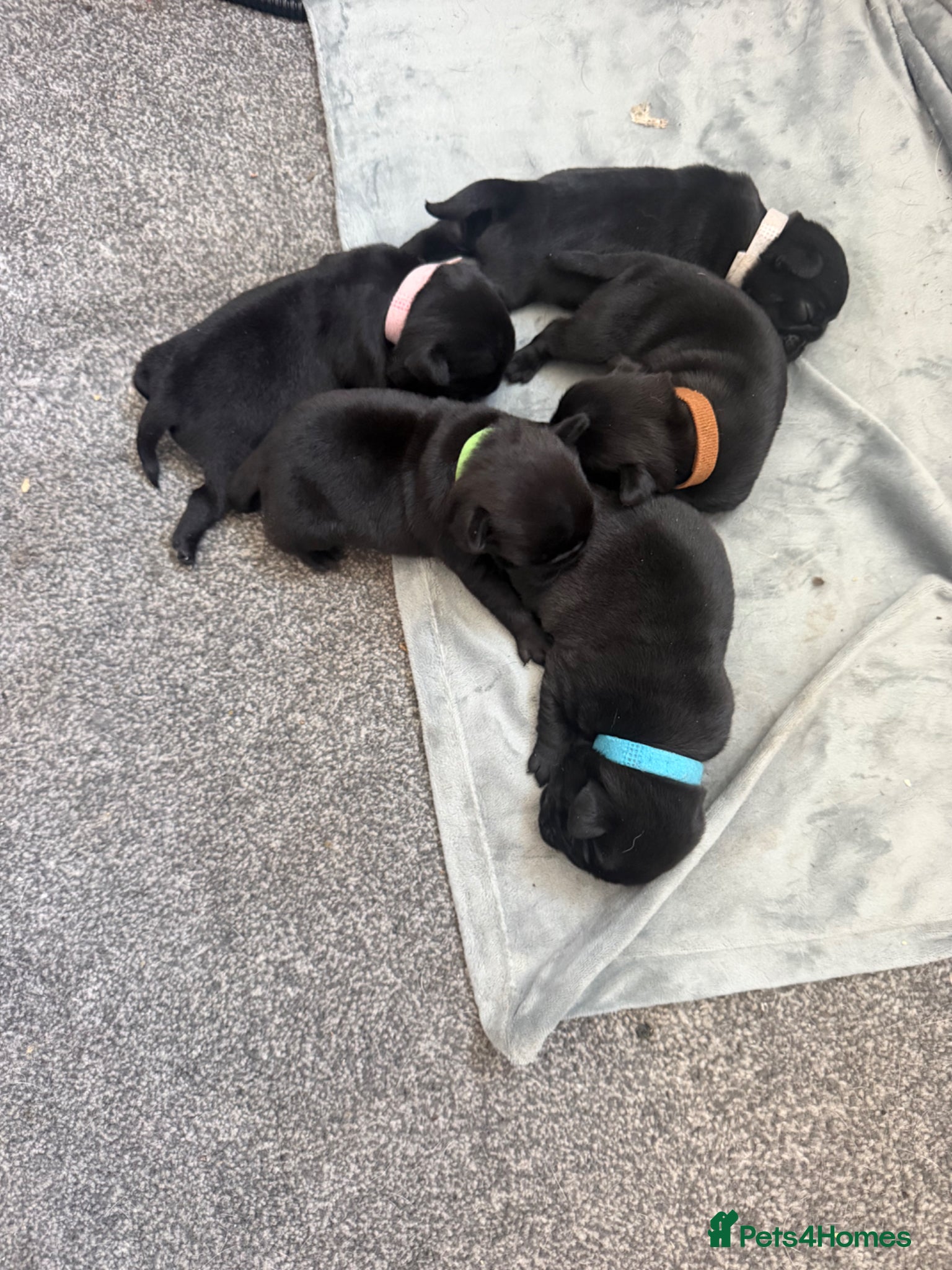 Pug dogs 5 gorgeous black pug puppies for sale  - Advert 3