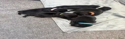 Pug dogs for sale: 5 gorgeous black pug puppies for sale  in Uxbridge - Advert 1