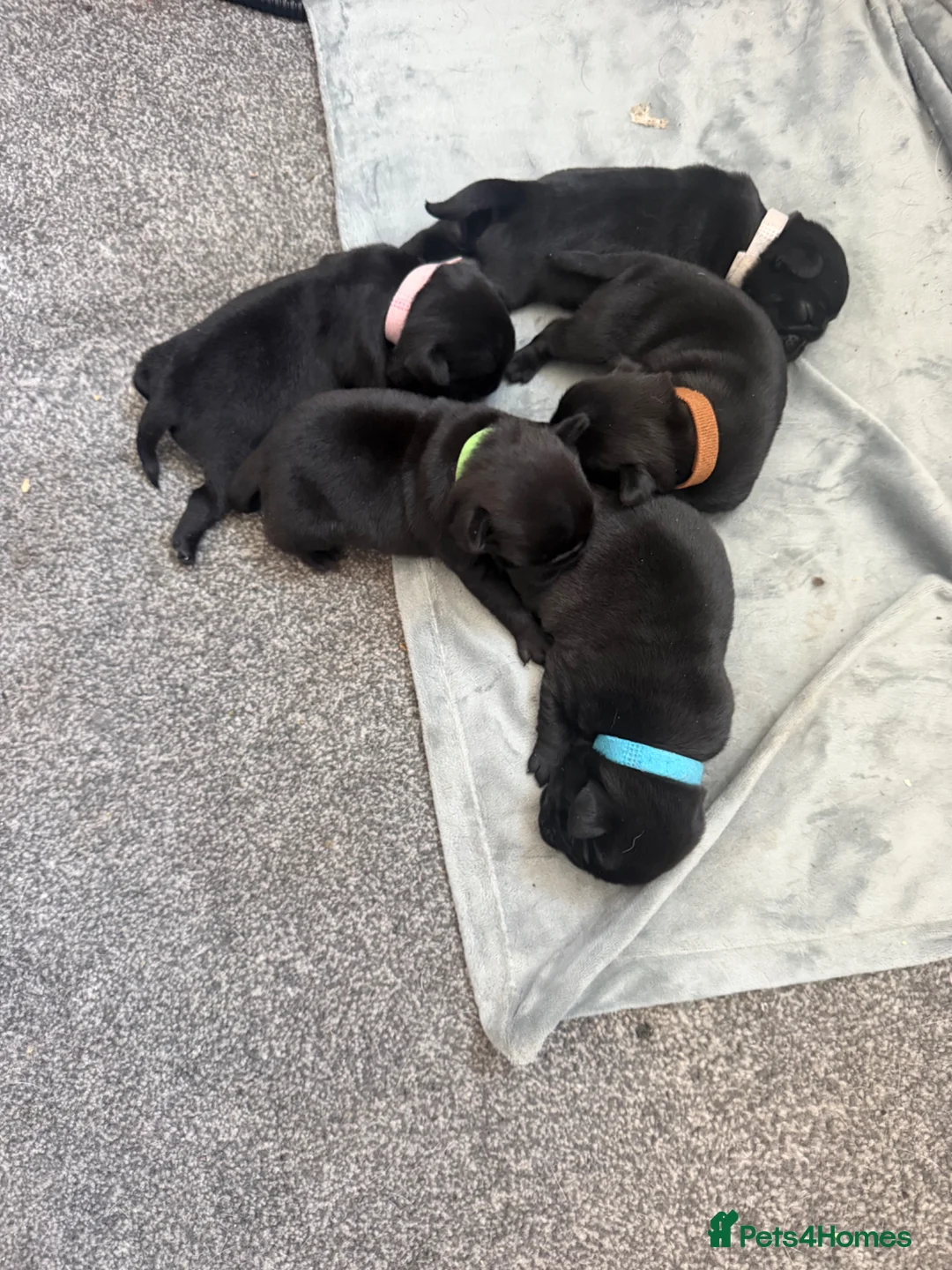 Pug dogs for sale: 5 gorgeous black pug puppies for sale  in Uxbridge - Advert 1