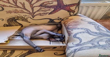 Sphynx cats in Cannock - Advert 6