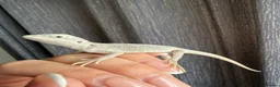 Bearded Dragon reptiles for sale: ❄️🤍 Baby Snow White Hypo Zero Bearded Dragon 🤍❄️ - Advert 4