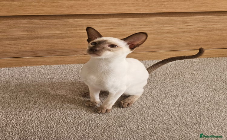 Siamese cats - Advert 2