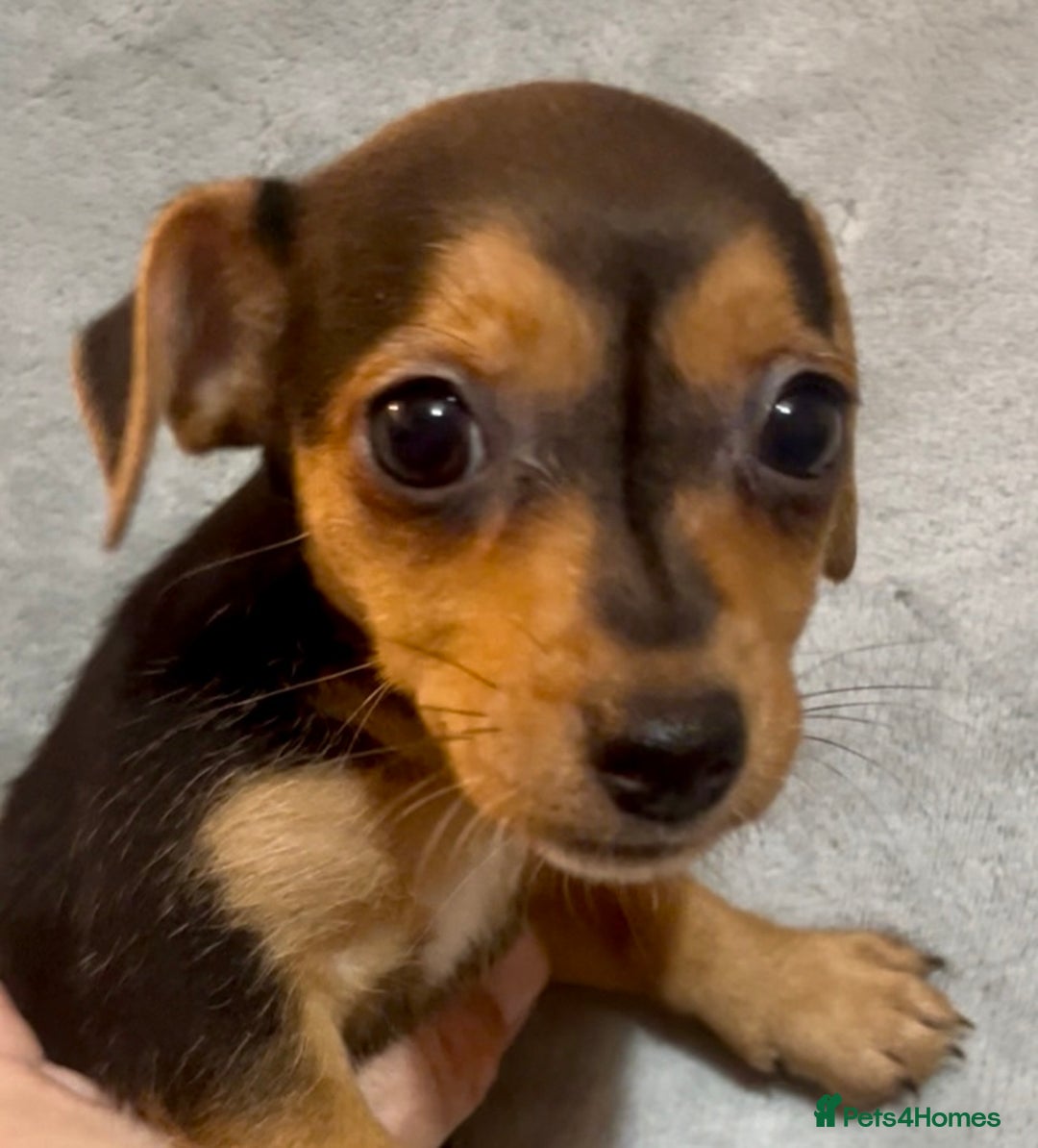 Jack Russell dogs for sale: 🌈 Rare Coloured Old Fashion Type Jack Russel’s 😂 - Image 5